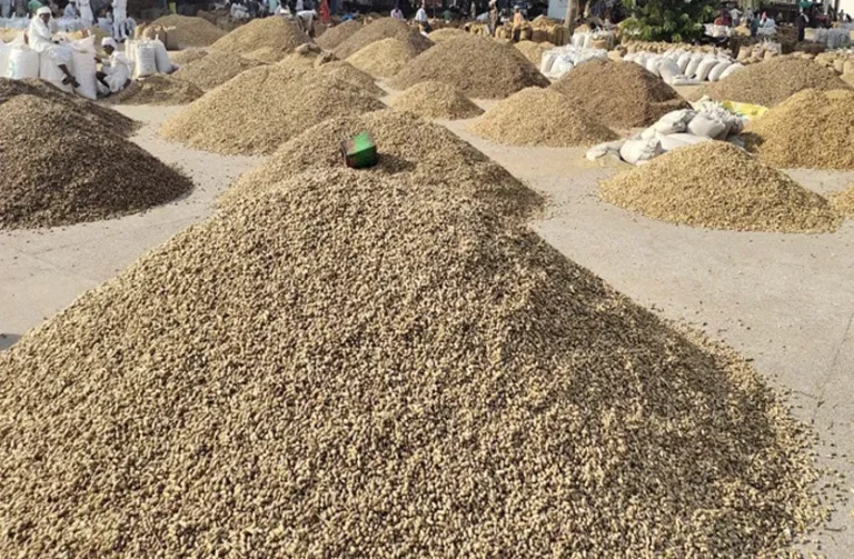 groundnut