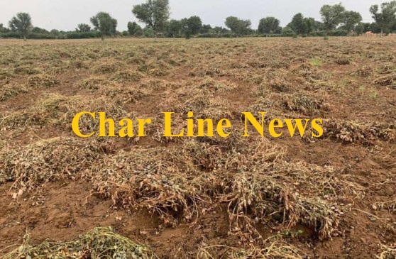 complaint-to-forest-department-wild-animals-destroyed-groundnut-crop_730X365