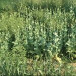 WhatsApp Image 2026-02-26 at 1.18.50 PM