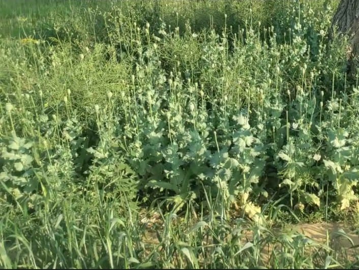 WhatsApp Image 2026-02-26 at 1.18.50 PM